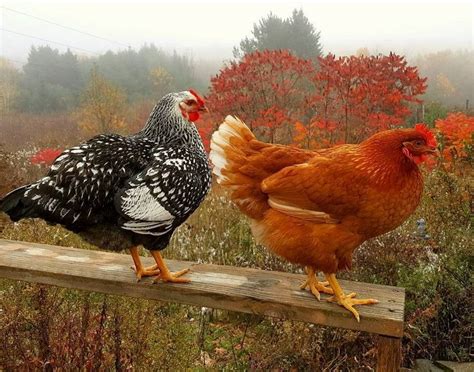 Pin By Shirley On Autumn Air Beautiful Chickens Chickens Backyard