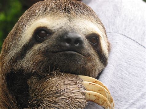 10 Sloths Who Deserve A Snazzy Makeover