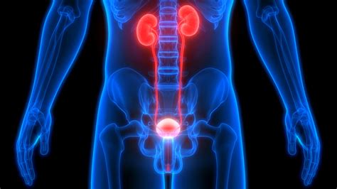 A Brief Overview About Urinary System Diseases Isuporg
