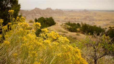 Yellow Flowers In The Badlands 26 By Shutterglint