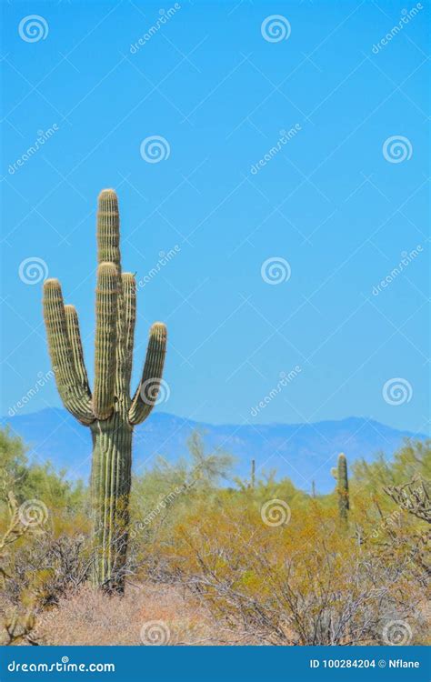 Desert Cactus Landscape In Arizona Stock Photo Image Of Region