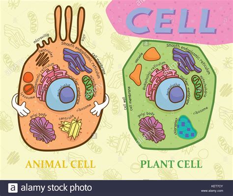 We did not find results for: Animal Cell Drawing Stock Photos & Animal Cell Drawing ...