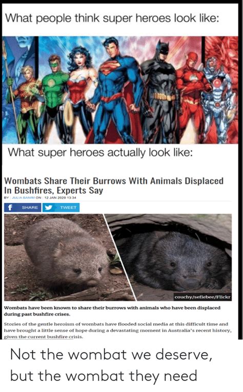 Not The Wombat We Deserve But The Wombat They Need Reddit Meme On Meme