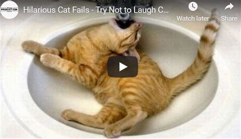 Hilarious Cat Fails Try Not To Laugh Challenge Cat Fails Funny Cats