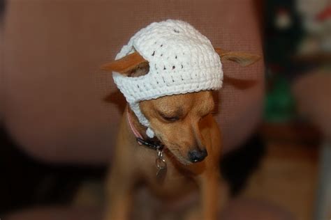 Free Crochet Dog Clothes Patterns Browse Patterns