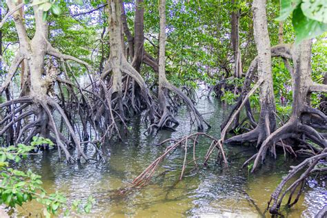 Mangrove And Wildlife At Sungei Buloh Wetland Reserve Migratory Bird