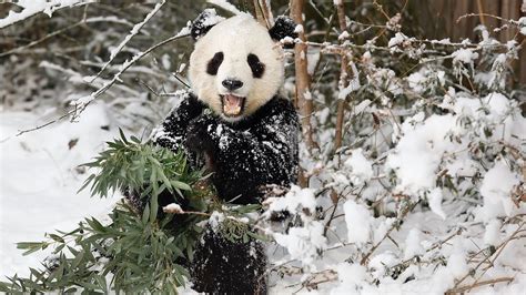 These Cute Pandas Love Playing In The Snow Cbc Kids News Youtube