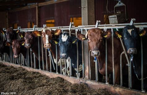 Europe Farmers Fear Roller Coaster As Milk Market Deregulated