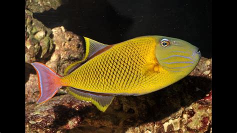 Xanthichthys Mento Crosshatch Triggerfish Waikiki Aquarium Youtube