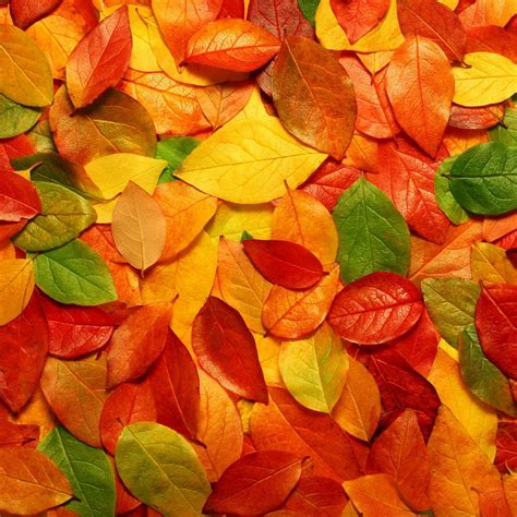 50 Autumn Wallpaper For Ipad On Wallpapersafari