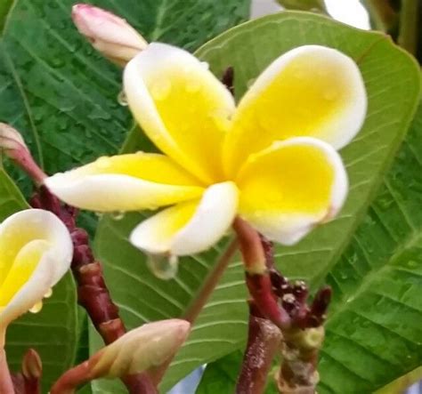Our secluded and beautifully manicured plumeria gardens offer stunning views of the pacific ocean and the kahalawai mountains, creating a picturesque backdrop for your ceremony, reception or. Plumeria, Maui (With images) | Plumeria, Plants, Flowers