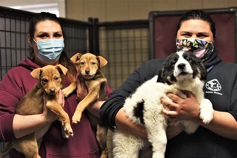 Pandemic Creates New Challenges For Animal Shelters Lake County Leader