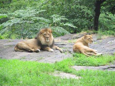 Bronx Zoo African Lions Zoochat