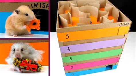 5 Level Maze For Hamsters Who Is The Best Hamster Animal S Animals