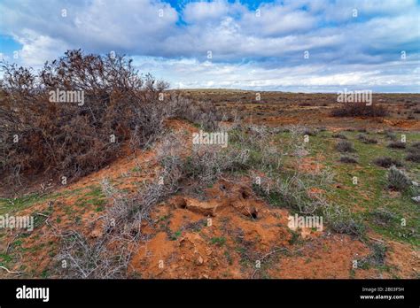 Field Mouse Burrow Hi Res Stock Photography And Images Alamy