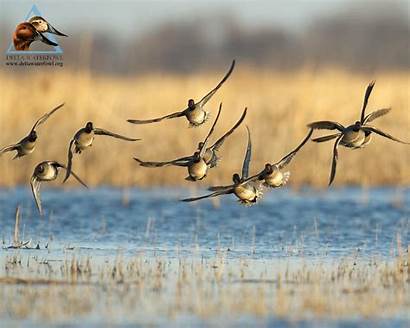 Duck Hunting Ducks Unlimited Backgrounds Wallpapers Waterfowl