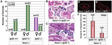 Mutation Of Tp53 Rescues The Female To Male Sex Reversal Phenotype Of