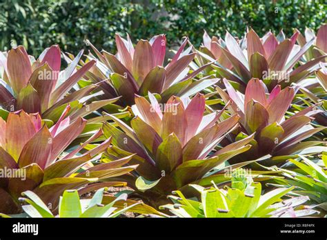 Hardy Bromeliad Hi Res Stock Photography And Images Alamy