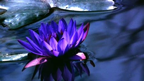 Blue Lotus Wallpapers Top Free Blue Lotus Backgrounds Wallpaperaccess