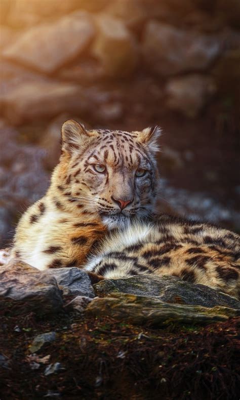 Snow Leopard Wallpaper 4k Wild Animal Big Cat Portrait