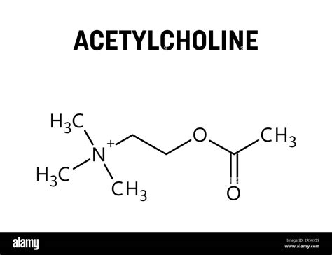 Acetylcholine Ach Neurotransmitter Molecular Model Black And White