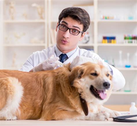 Doctor Examining Golden Retriever Dog In Vet Clinic Stock Photo Image