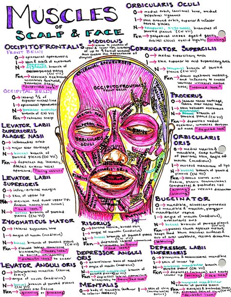 Anatomy Art Medical School Study Notes Hansons Anatomy