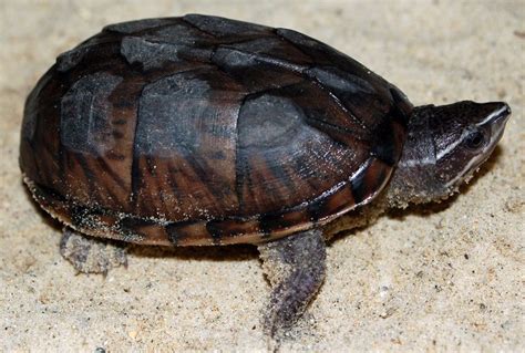 Turtles That Stay Small A List Common Musk Turtle Turtles That Stay Small Small Turtles Musk