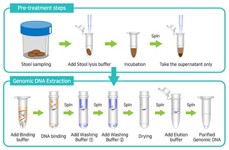 Accuprep® Stool Dna Extraction Kit 100 Extractions Bio Th