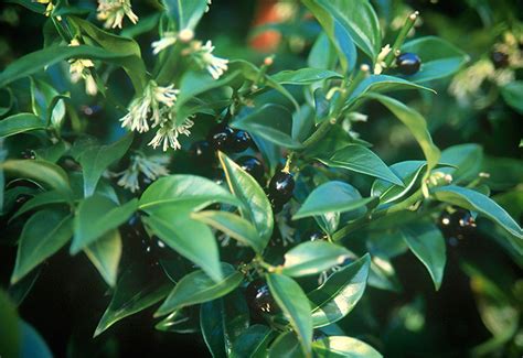 Black Gold Fragrant Winter Flowering Shrubs Black Gold