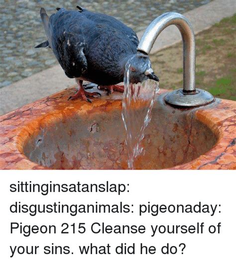 Sittinginsatanslap Disgustinganimals Pigeonaday Pigeon 215 Cleanse