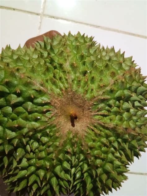 Durian duri hitam merupakan salah satu jenis durian unggulan yang sangat diminati, baik oleh para petani durian, maupun masyarakat umum. Benih Durian Duri Hitam Penang - BENIH TOKO