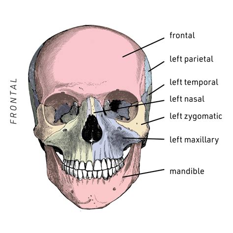 Skull Bone Diagram Labeled