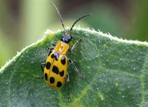 Twelve Spotted Cucumber Beetles Might Be Repelled By Radishes Whats