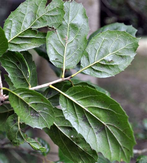 Quercus Agrifolia Trees And Shrubs Online