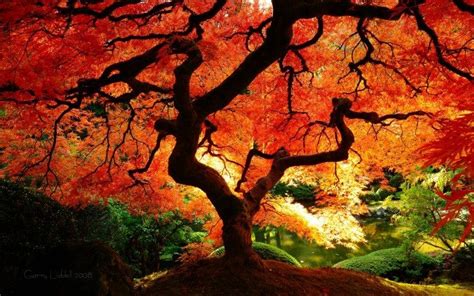 Dlaczego Jesienią Liście Na Drzewach Zmieniają Kolor