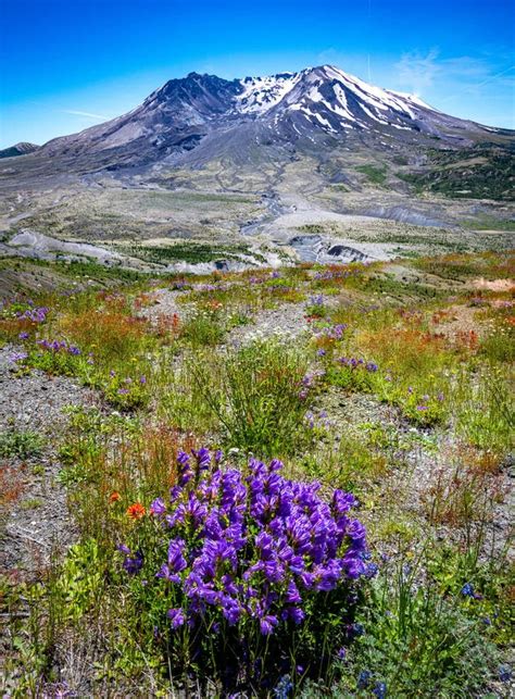 Mount St Helens With Wildflowers From The Johnson Ridge Observatory