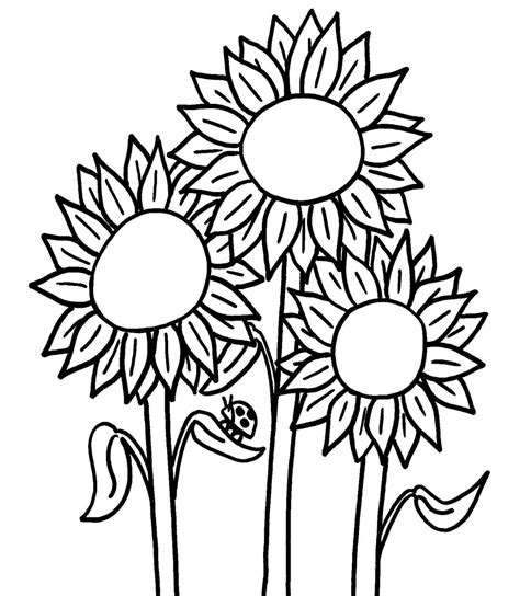 Sketsa Bunga Matahari