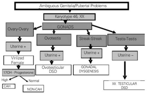 Diagnosis Algorithm Of 46xx Testicular Dsd With Ambiguous Genitalia Download Scientific