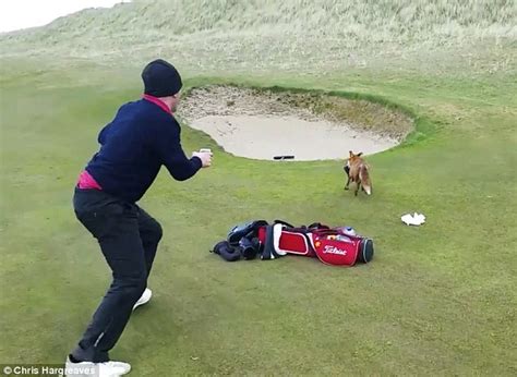 hilarious moment cheeky fox steals golfer s wallet from bag and then runs off with it daily