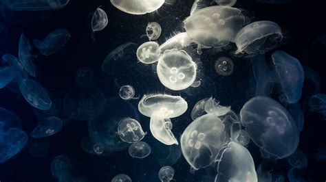 Download Wallpaper 1920x1080 Jellyfish Glow Underwater Creatures