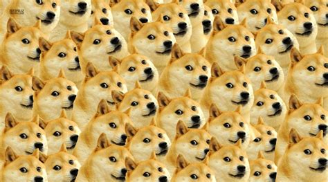 Funny Doge Meme Wallpaper Doge Meme Wallpapers Wallpaper Cave Find