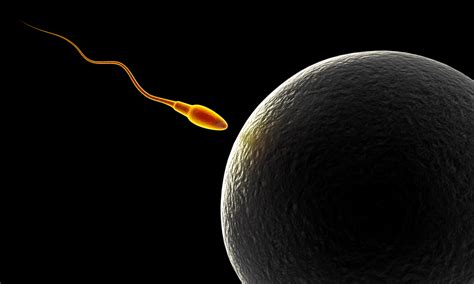 Scientists Grow Working Sperm From Stem Cells Discover Magazine