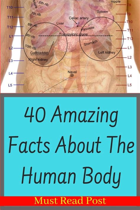 40 Amazing Facts About The Human Body Health And Fitness Body Health