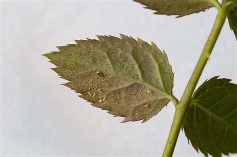 How To Detect And Control Spider Mites Gardeners Path