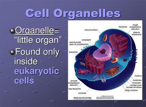 Ppt Cell Organelles Powerpoint Presentation Free Download Id1014821