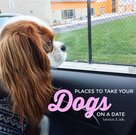 Puppaccino Playdates Places To Take Your Dog On A Date