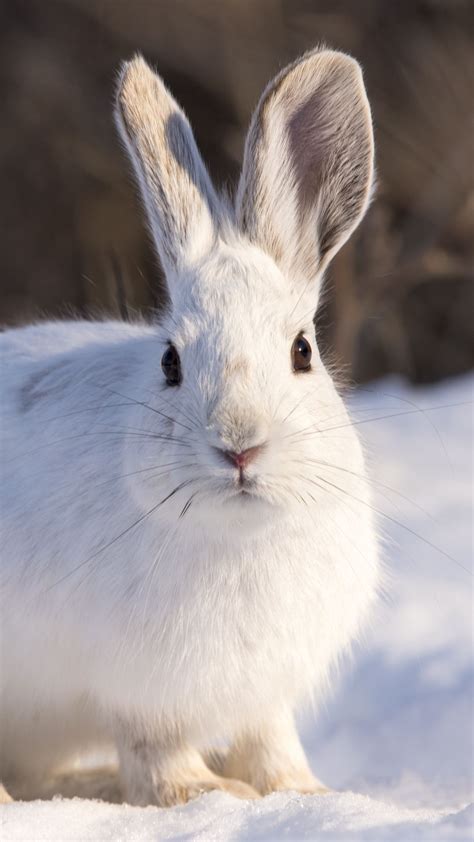 Hd Wallpaper Snow Winter White Rabbit Animal