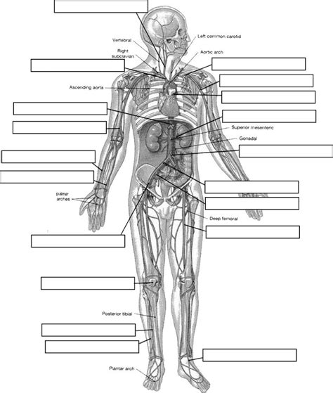 Circulatory System Labeling | Human anatomy and physiology, Anatomy and