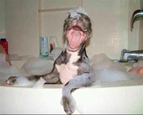 14 Dogs Who Think Bath Time Is Paw Some